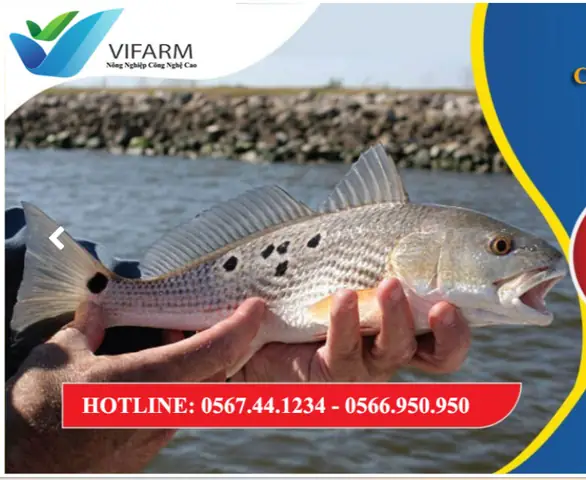 Trại Cung Cấp Cá Trê Giống Vifarm Tại Đại Lộc