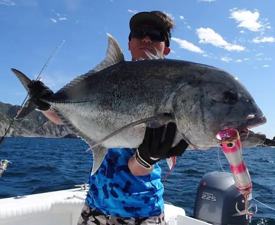 Cá Gt Là Cá Gì Cá Gt Là Cá Gì