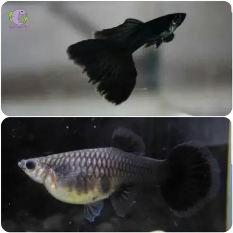 Cách Thiết Lập Bể Nuôi Cá 7 Màu Full Black