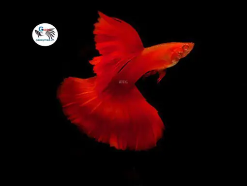 Cá Guppy Full Red: Bí Mật Về Dòng Cá Cảnh "bóng Đèn" Rực Rỡ Nhất Hồ Cá