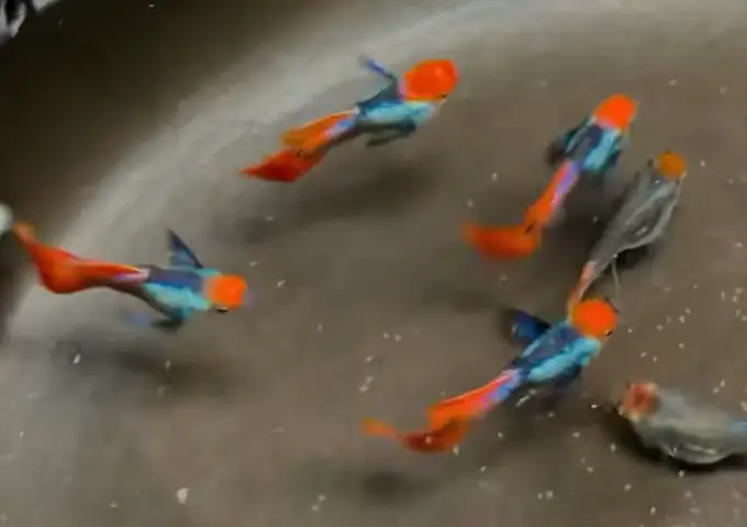 Cá Guppy Koi Đỏ: Hướng Dẫn Chi Tiết Về Đặc Điểm, Chăm Sóc Và Bảo Tồn