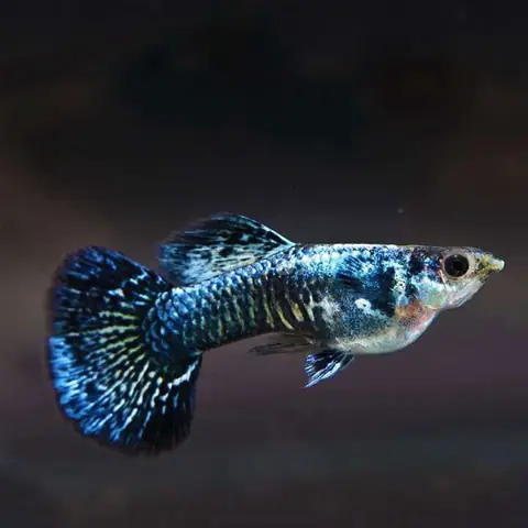 Tìm Hiểu Về Cá Bảy Màu Guppy Rồng Xanh