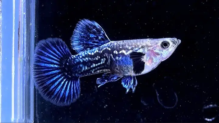 Lưu Ý Khi Mua Cá Bảy Màu Guppy Rồng Xanh