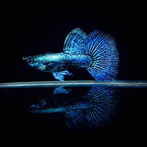 Cá Bảy Màu Guppy Rồng Xanh Có Thể Sống Lâu Không?