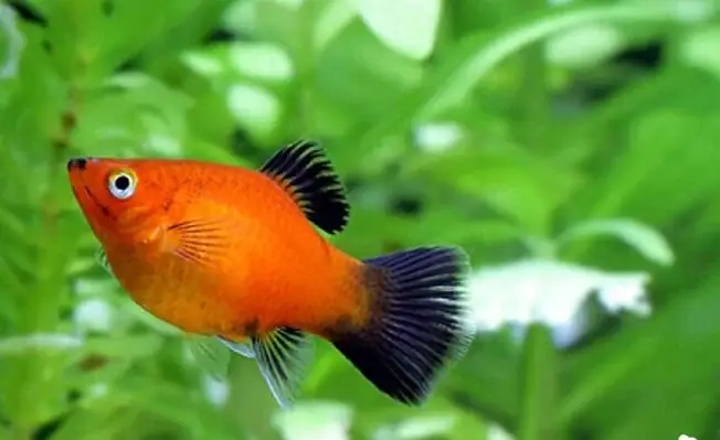 Cá Cảnh Hà Lan – Cá Mún – Loài Cá Cảnh Đẻ Con