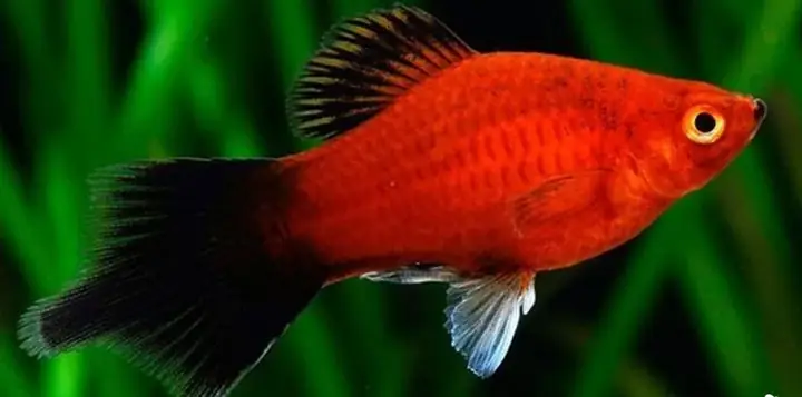 Cá Cảnh Hà Lan – Cá Mún – Loài Cá Cảnh Đẻ Con