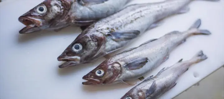 Cá Hà Lan Là Gì? Nguồn Gốc Và Đặc Điểm Cá Xiêm (betta)