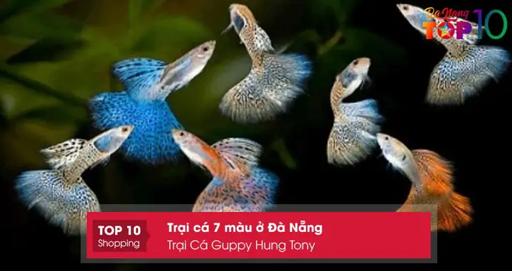 Cá Hà Lan Là Gì? Nguồn Gốc Và Đặc Điểm Cá Xiêm (betta)