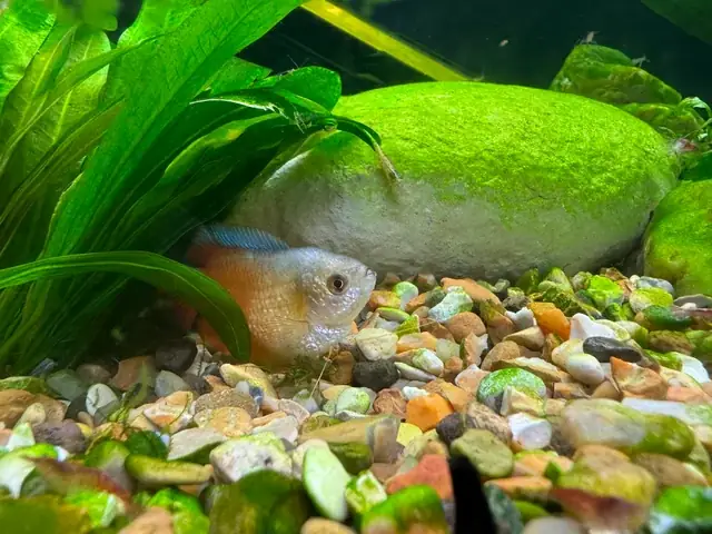 Cá Hà Lan Trống: Đặc Điểm, Sinh Sản Và Cách Nhận Biết Cá Hà Lan Trống: Đặc Điểm, Sinh Sản Và Cách Nhận Biết