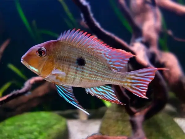 Cá Hải Hồ Nuôi Chung Với Cá Gì? Hướng Dẫn Chọn Bạn Cùng Bể Hài Hòa