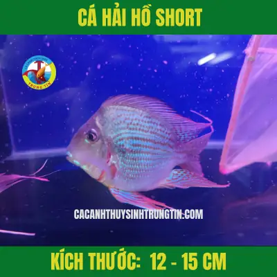 Cá Hải Hồ Short