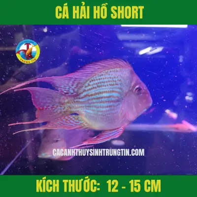 Cá Hải Hồ Short
