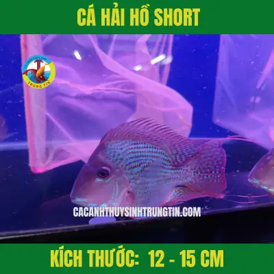 Cá Hải Hồ Vây Dài Là Gì? Đặc Điểm, Môi Trường Sống Và Ý Nghĩa Sinh Thái