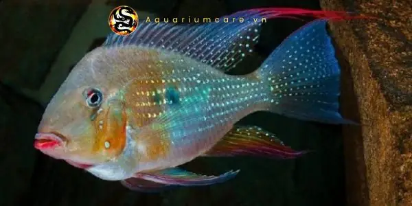 Cá Hải Hồ Vây Dài Là Gì? Đặc Điểm, Môi Trường Sống Và Ý Nghĩa Sinh Thái