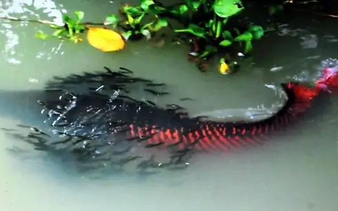 Cá Hải Tượng Đỏ Cá Hải Tượng Đỏ