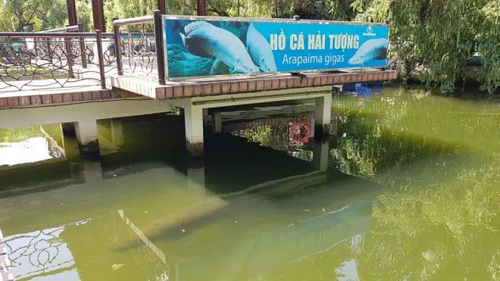 Độc Đáo Cá Hải Tượng Khủng Dài Gần 2,5 Mét Ở Đầm Sen