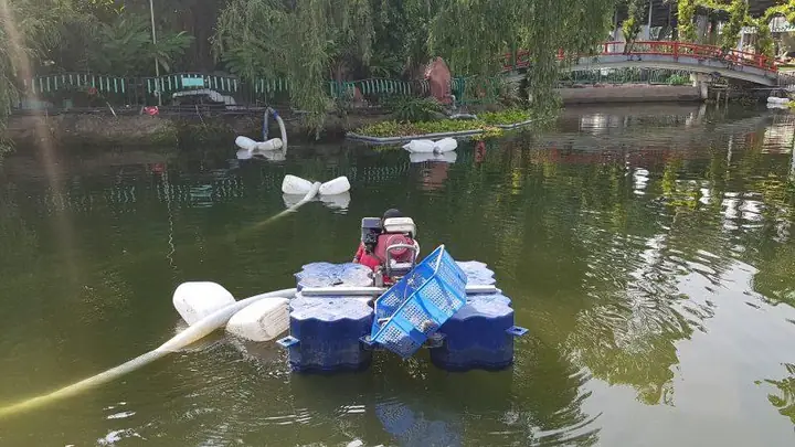 Độc Đáo Cá Hải Tượng Khủng Dài Gần 2,5 Mét Ở Đầm Sen