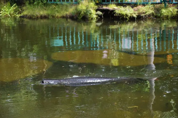 Độc Đáo Cá Hải Tượng Khủng Dài Gần 2,5 Mét Ở Đầm Sen