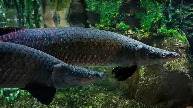 Cách Nuôi "quái Vật" Amazon Cá Hải Tượng Long Làm Cá Cảnh