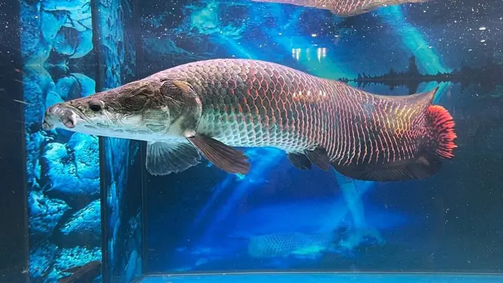 Cá Hải Tượng - Top Loài Cá Nước Ngọt Lớn Nhất Hành Tinh