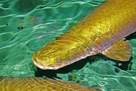 Cá Hải Tượng Màu Vàng Đồng: Loài Cá Khổng Lồ Và Bí Ẩn