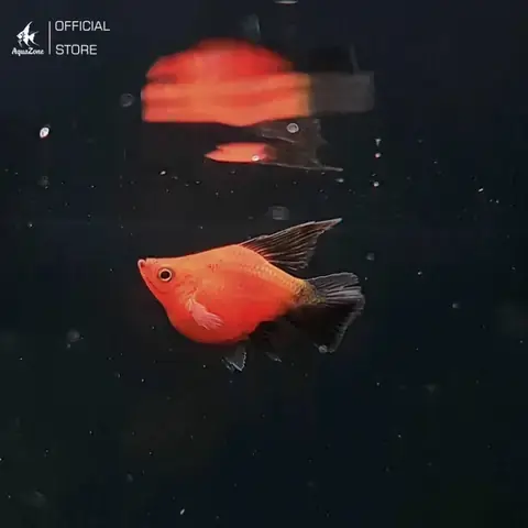 Thiết Lập Môi Trường Sống Lý Tưởng Cho Cá Hạt Lựu Đen