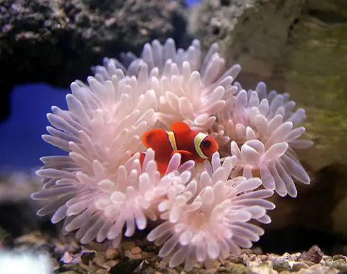 Cá Hề Nuôi Nước Ngọt: Hướng Dẫn Chi Tiết Từ A Đến Z