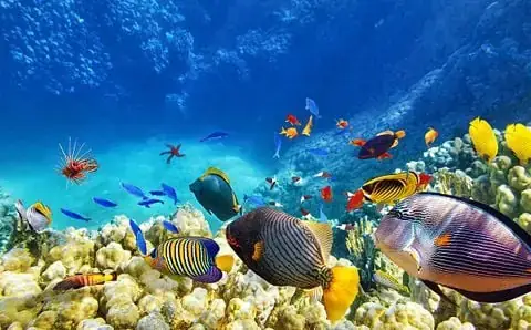 Cá Hề: Loài Cá Biểu Tượng Của Đại Dương Xanh Thẳm