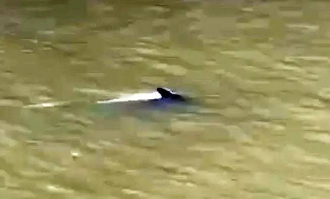 Cá Heo Bơi Vào Sông Ở Cà Mau - Báo Vnexpress