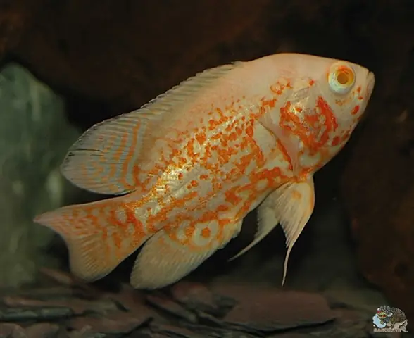 Cá Heo Lửa Giá Bao Nhiêu? Bảng Giá Chi Tiết Và Hướng Dẫn Chọn Mua