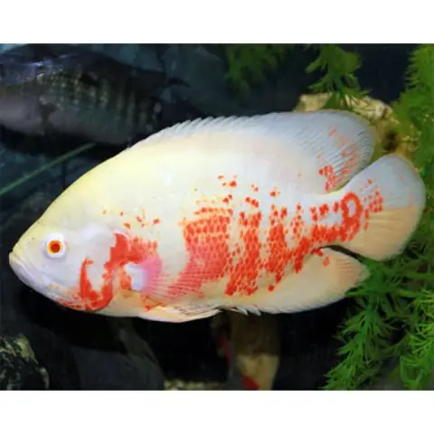 Cá Heo Lửa Giá Bao Nhiêu? Bảng Giá Chi Tiết Và Hướng Dẫn Chọn Mua