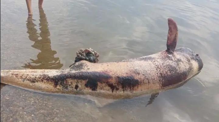 Cá Heo Nước Ngọt Irrawaddy Tuyệt Chủng