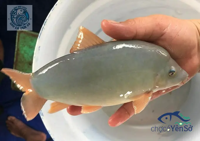 Cá Heo Nước Ngọt Là Gì? Loài Sinh Vật Quý Hiếm Đang Bên Bờ Vực Tuyệt Chủng