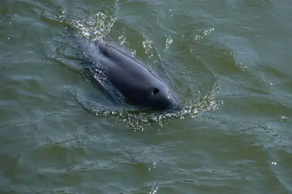Næ¡i Á» Thích Hợp Cá»§a Cá Heo Næ°á»c Ngá»t Sông Træ°á»ng Giang Næ¡i Á» Thích Hợp Cá»§a Cá Heo Næ°á»c Ngá»t Sông Træ°á»ng Giang