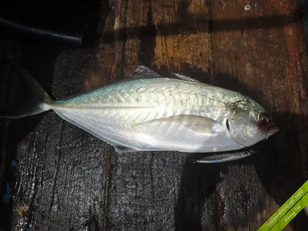 Cá Hiếu | Hải Sản Phú Quốc | Đặt Mua Cá Hiếu Size Từ 3 Lạng Đến 1kg