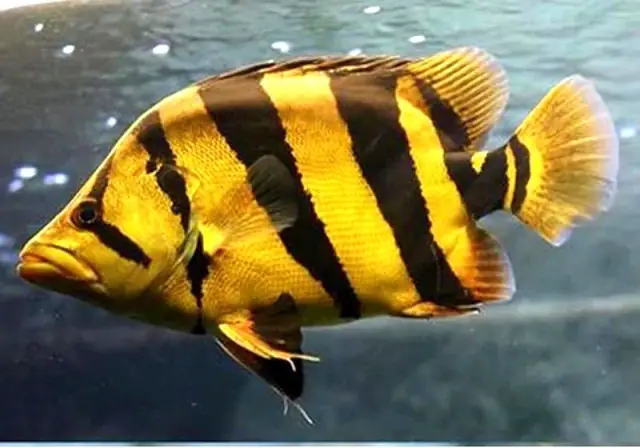 Cá Hổ Bạc Ăn Gì? Giải Đáp Chi Tiết Từ A-z Cho Người Mới Nuôi