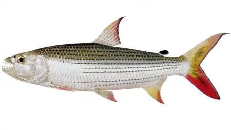 Cá Hổ Châu Phi - Vi Sinh Cá Cảnh Aquarium Care