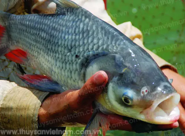 Tiềm Năng Vượt Trội Của Mô Hình Nuôi Cá Hô Giống Miền Bắc