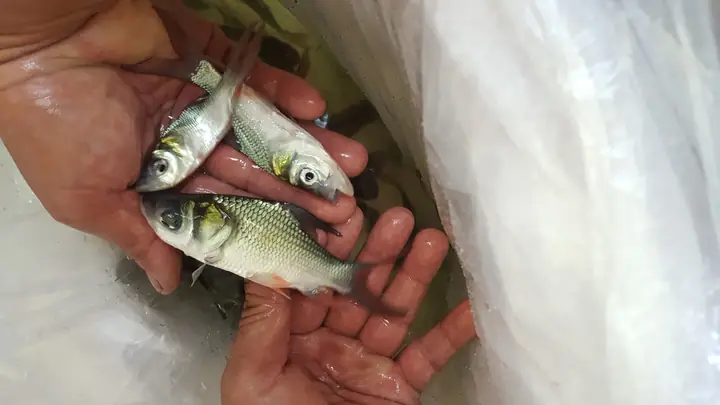 Địa Chỉ Bán Cá Hô Giống Miền Bắc