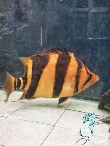 Cá Hổ Indo 4 Sọc