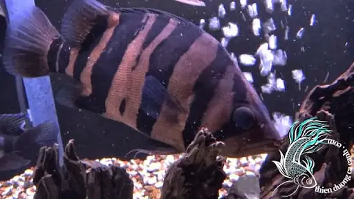 Cá Hổ Indo 4s Cá Hổ Indo 4s