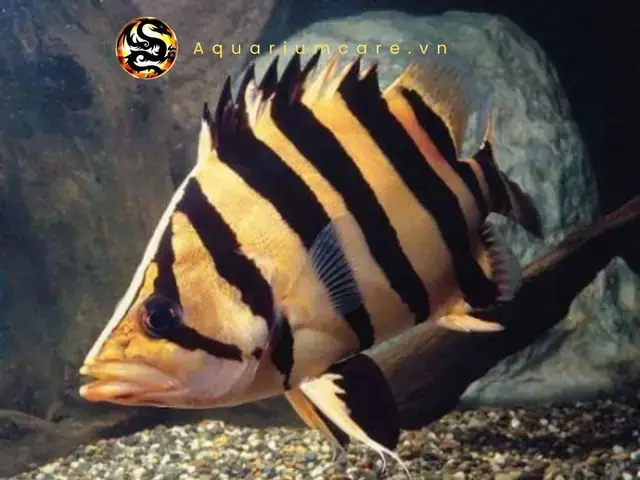 Cá Hổ Indo Ăn Gì? Chi Tiết Các Loại Thức Ăn Phù Hợp