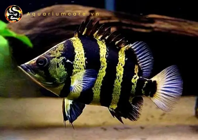 Chế Độ Dinh Dưỡng Theo Giai Đoạn Phát Triển