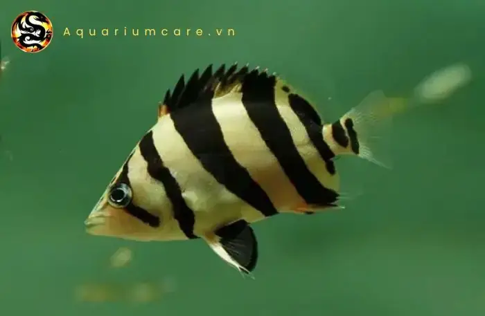 Đặc Điểm Sinh Học Và Thói Quen Ăn Của Cá Hổ Indo