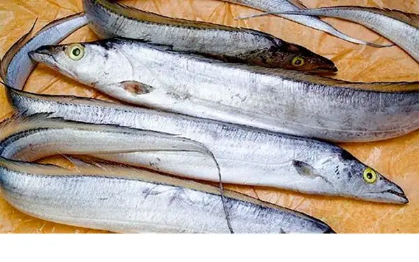 Cá Hố Mắt Vàng: Loài Cá Biển Độc Đáo Và Những Điều Cần Biết