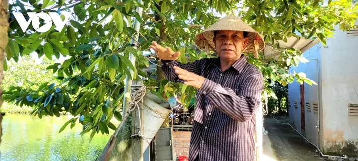 Ty Phu Ca Ho O Mien Tay Hinh Anh 2