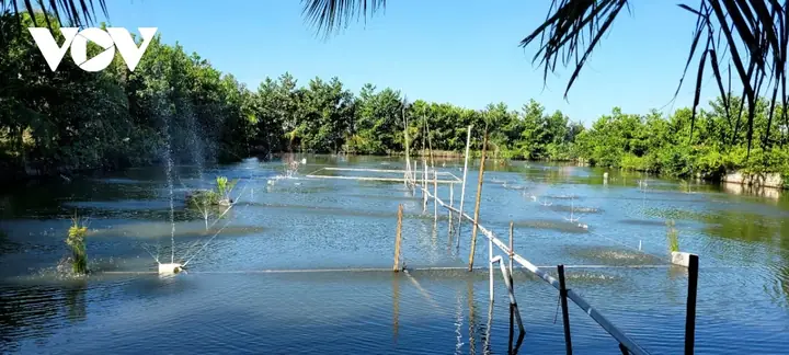 Ty Phu Ca Ho O Mien Tay Hinh Anh 1