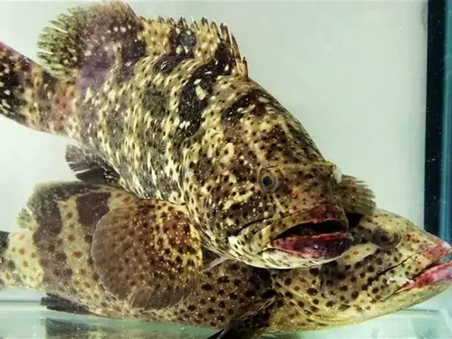 Yêu Cầu Về Môi Trường Sống Để Cá Hổ Đạt Size Khủng