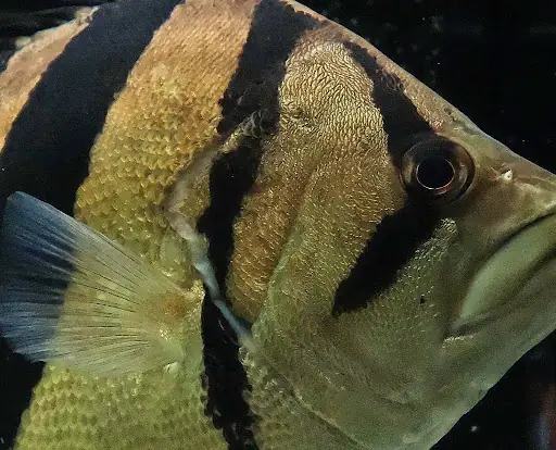 Cá Hổ Size Khủng: Cẩm Nang Nuôi Dưỡng & Chăm Sóc Toàn Tập