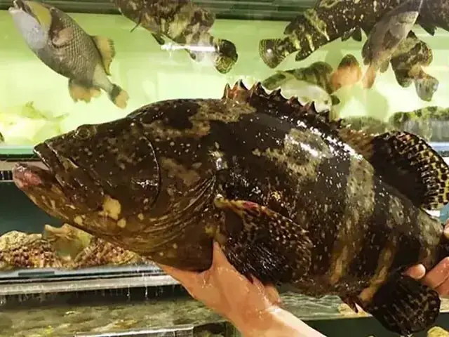 Đặc Điểm Nổi Bật Của Cá Hổ Size Khủng